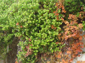 Arctostaphyllos uva-ursi